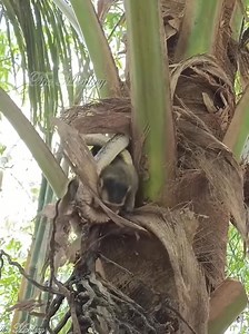 OMG! a snake is want to eat monkey on coconut treeOMG! a snake is want to eat monkey on coconut tree 🌏 🎯️ | Nature and Animals