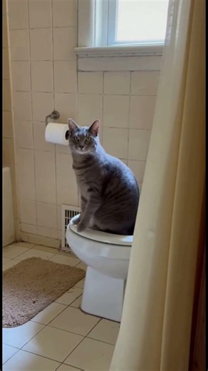 Cat Using Toilet - Successful Potty Training! 🐱🚽