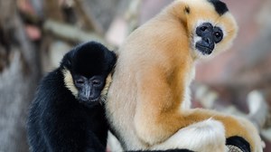 White-cheeked Gibbons make debut at Animal World & Snake Farm Zoo