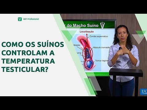 Anatomia testicular dos suínos