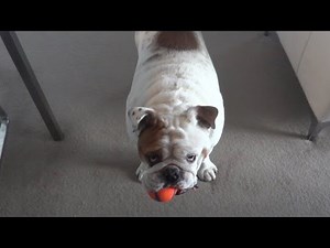 English Bulldog Playing Fetch?
