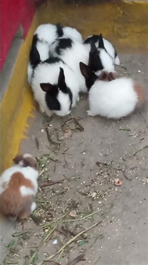 Newborn Rabbit Babies 🐰 | So Cute Baby Bunnies #Shorts