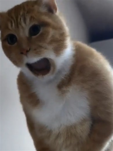 Calico Orange Cat's Hilarious Belly Laugh Performance