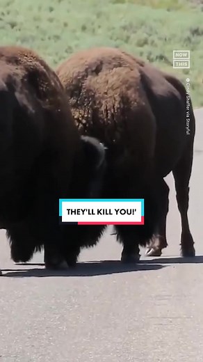 Tourists were warned to stay away from these sparring bison in Yellowstone National Park. Video captured by onlookers shows the animals butting heads as they approach two tourists filming at close range. The park warns people to stay at least 25 yards from large animals like bison. #wildlife #animalsoftiktok #yellowstone