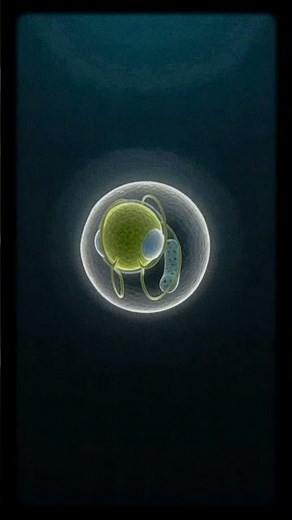 The Smallest Living Eukaryote on Earth — Ostreococcus tauri.