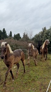 Les chevaux en folie aujourd’hui avec la pluie ! | Mérilver - Élevage chevaux de couleurs -