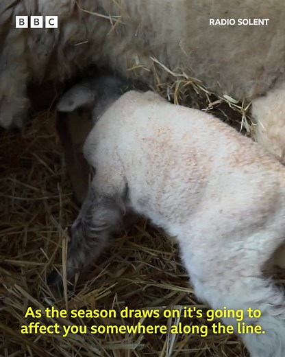 Dorset Shepherd, Nathan, lives in his barn with his sheep during busy lambing seasons! He'll help deliver more than 5000 lambs. 🐑 👉 https://www.bbc.co.uk/news/av/uk-england-dorset-65143252 | BBC Dorset
