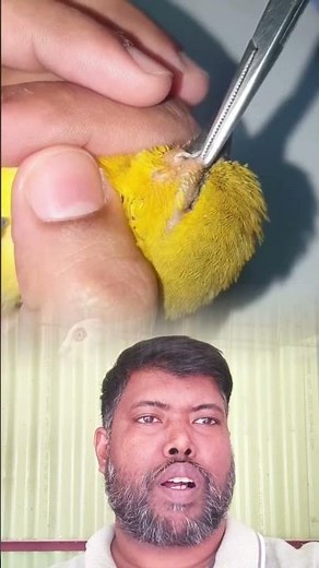 "Removing a Botfly Larva from a bird!" The ultimate relief! 😱✨