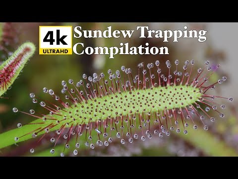 Carnivorous Sundew Trapping Compilation