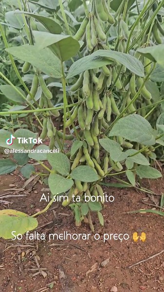 #soja #matogrosso