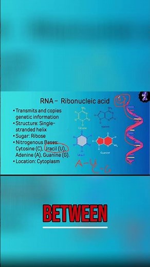 Cytoplasm Explained: Location Within a Cell