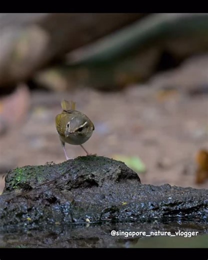 Pale-legged Leaf Warbler (Phylloscopus tenellipes) is a small and active woodland warbler, typically detected by its sharp calls before being seen. It is a passage migrant and winter visitor in southern Vietnam. Appearance: Olive-brown upperparts with pale buff underparts. Shows a faint pale supercilium and relatively pale pinkish legs (a useful field clue). Bill is slim with a pale lower mandible. Sexes are similar. Size: About 10–11 cm in length. Habitat: Forest edges, secondary growth, wooded