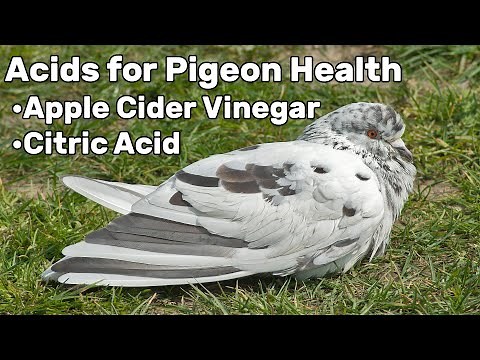 Acids for Pigeon Health - Pigeon Tips