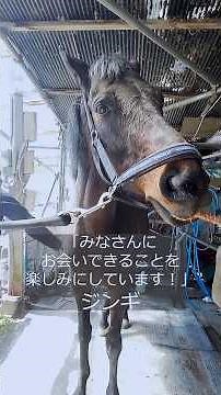 ブラッシングしてもらうジンギくん #引退馬協会 #フォスターホース #ジンギ #horse