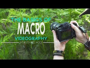 The Basics of Macro Videography | How I Film My Insect B-Roll