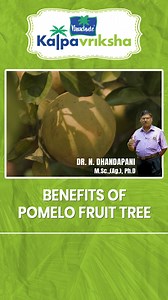 51K views · 732 reactions | The Pomelo fruit tree is a large citrus tree native to Southeast Asia. The tree produces a large, round fruit with a thick rind and a sweet, tangy flavor. Growing a pomelo tree comes with various benefits, not just in terms of its fruit but also in terms of its overall contribution to the environment and health. #parachutekalpavriksha #kalpavrikshafarms | Kalpavriksha | Facebook