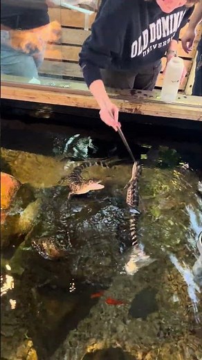 Feeding Babies Alligators