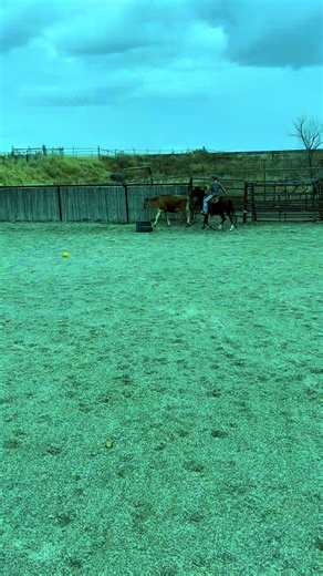 Roping Training on Pony in the Rain