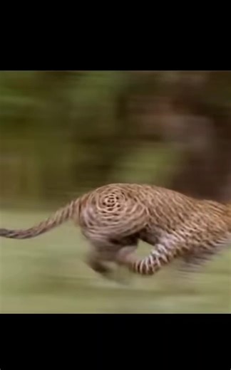 Gorillas vs. Leopards: A Showdown of Strength