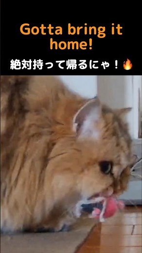 ペルシャ猫マリーちゃん、獲物を運ぶ様子が可愛いすぎた🐭#猫 #ペルシャ猫 #猫動画 #catshorts