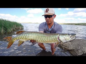 Musky Public Shore Fishing! (Sight Fishing)