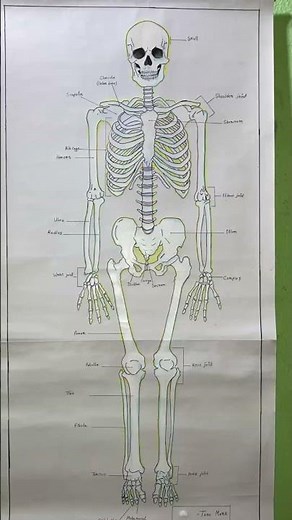 📌 Full Human Skeleton Drawing Process 🖌️ | Step-by-Step Biology Chart