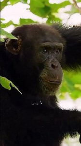 Chimpanzee – Human’s Closest Relative