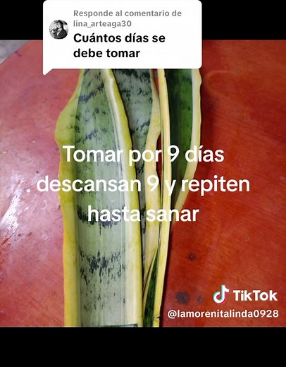Lengua de Suegra: Beneficios y Usos de la Planta