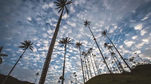 ¿Qué hacer en Salento, Quindío? 10 planes imperdibles - Triviantes