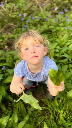 Sybbie 👧🏼 The Foraging Princess 👑 has a public service announcement about being safe when picking wild garlic 🧄🌱 and not confusing it with toxic Lords and Ladies, also called Cuckoo Pint, which often grows alongside it ☠️ 🆔 Arum maculatum, Lords and Ladies 🌱☠️ #nature #foraging #foraged #naturelearning #forage #wildgarlic #lordsandladies #arum | The Grizzly Forager