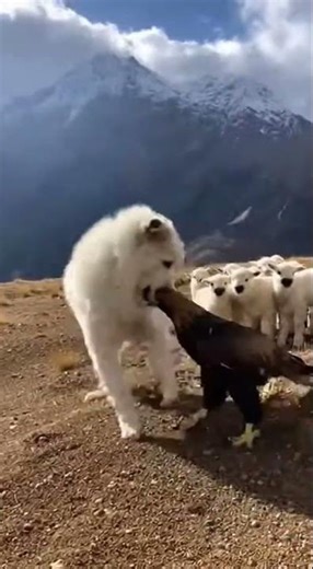 Pyrenean Mountain Dog: Guardian of the Pyrenees