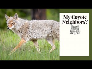 Urban Coyotes: What They Really Eat and Do They Hunt Cats?