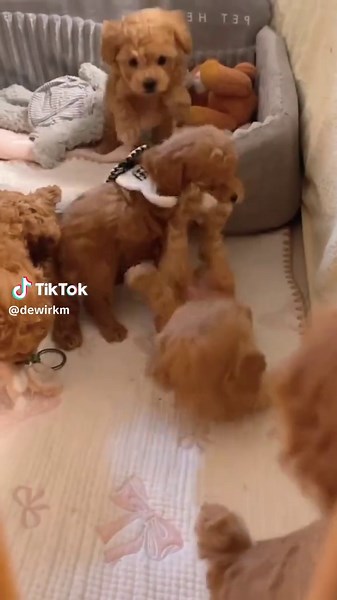 子犬とトイプードルの里親募集情報2025