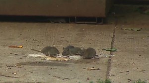 Toronto to reveal response to city’s rat problem