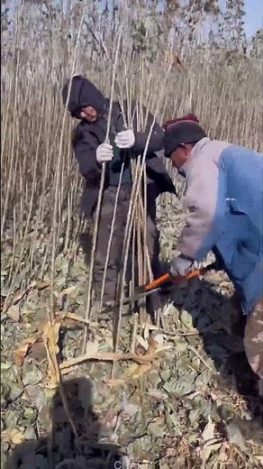 Poplar Seedling Collection & Cutting Process
