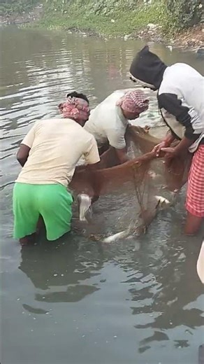 আমাদের পুকুরে মাছ #shortvideo #shorts #shortvideo