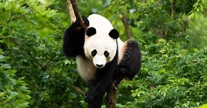 12 curiosidades del oso panda que te van a encantar