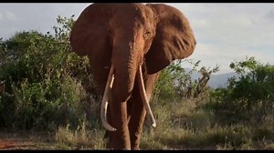 Apple TV TV Spot, 'The Elephant Queen'