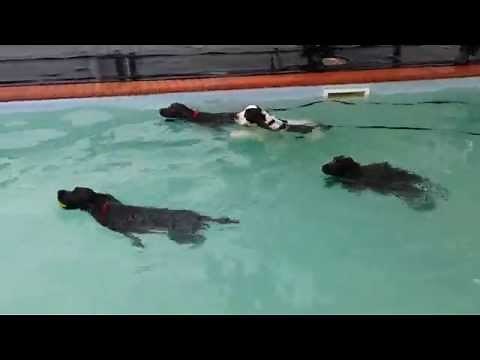 Cocker Spaniels Swimming Hour