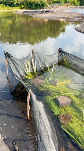 How Tri-Tri is caught in St. Vincent! | Kemron Lindon Bacchus