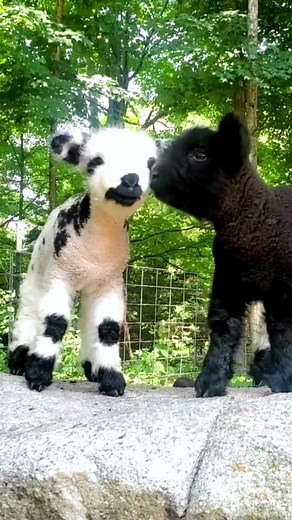 Adorable Baby Sheep Videos | Cute Mini Sheep Farm Life