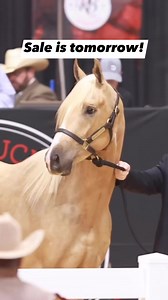 Tomorrow is sale day! Online bidding is available. www.therubybuckle.com #rubybuckle #barrelhorse #barrelracing | Ruby Buckle