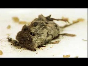 Mouse rotting and decay with maggots Time Lapse
