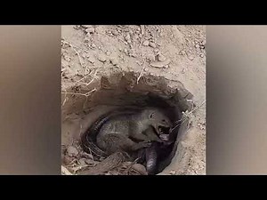 Wild Animals vs Snakes – Epic Battles in the Wild