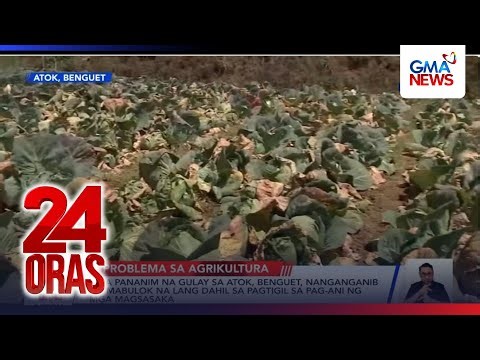 Mga pananim na gulay sa Atok, Benguet, nanganganib na mabulok na lang dahil sa pagtigil... | 24 Oras