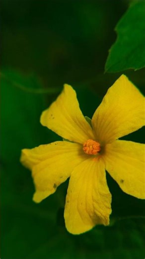 macro photo flower #nature #photography #flowers #macroperfection