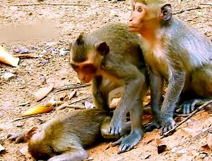 143K views · 3.1K reactions | The saddest moment of the poor baby lost consciousness after falling down from a high tree. Extremely poor baby | Joshua Norris | Facebook