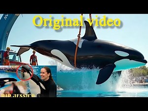 Orca Attacked Jessica Radcliffe | Jessica Radcliffe Accident | Dolphin Attack Jessica Real Video