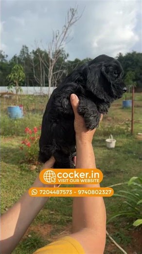 AVAILABLE Cocker Spaniel - Male Black Puppy - Near Bangalore #cockerindia #puppylove