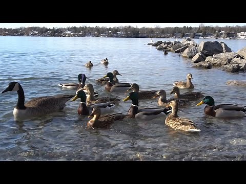 Ducks, Geese and Seagulls - 10 Hours of Water Birds - Jan 5, 2022
